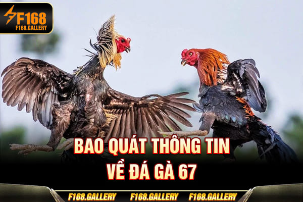 Bao quát thông tin về Đá Gà 67 Bao quát thông tin về Đá Gà 67