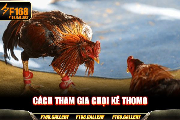 Cách tham gia chọi kê Thomo Cách tham gia chọi kê Thomo
