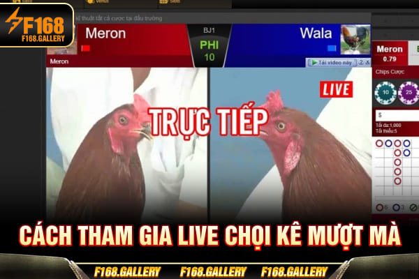 Cách tham gia live chọi kê mượt mà Cách tham gia live chọi kê mượt mà