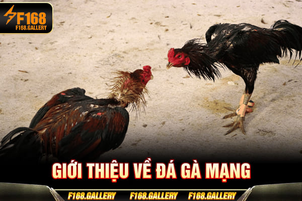 Giới thiệu về đá gà mạng Giới thiệu về đá gà mạng