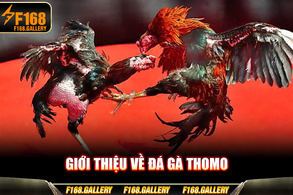Giới thiệu về đá gà Thomo Giới thiệu về đá gà Thomo