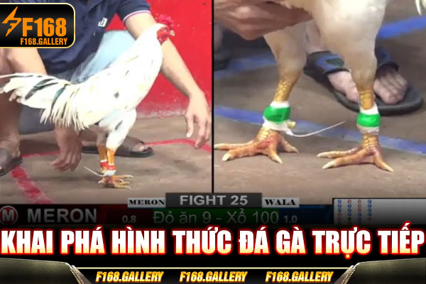 Khai phá hình thức đá gà trực tiếp Khai phá hình thức đá gà trực tiếp