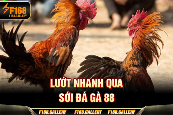 Lướt nhanh qua sới Đá Gà 88 Lướt nhanh qua sới Đá Gà 88