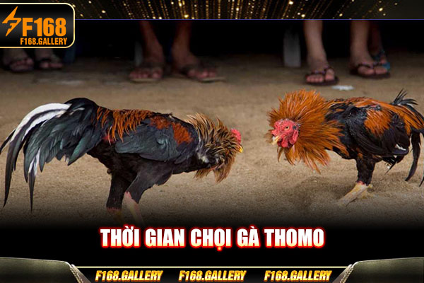 Thời gian chọi gà Thomo Thời gian chọi gà Thomo